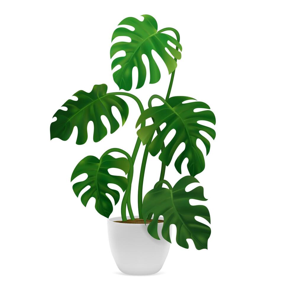 Realistic Detailed 3d Green Monstera in Flower Pot. vector
