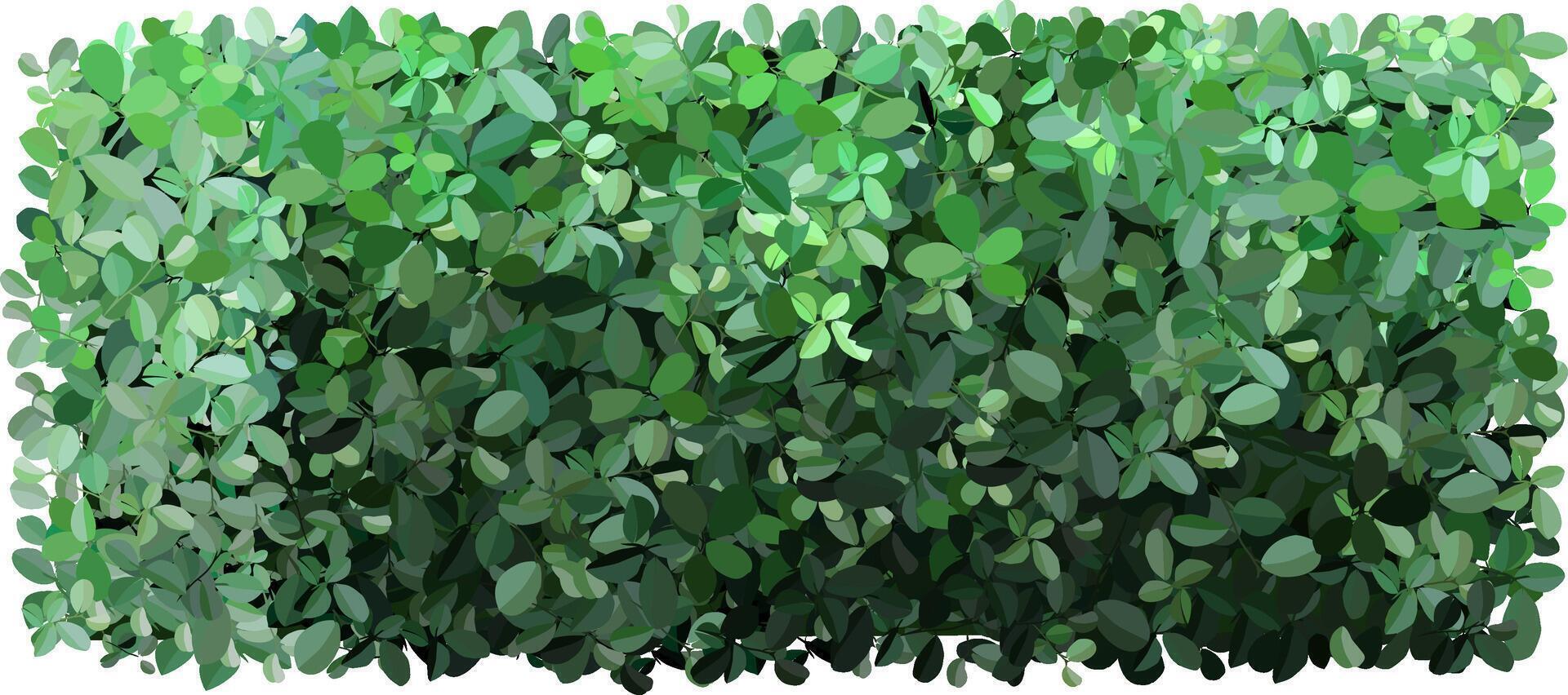 Dense green foliage forms a natural hedge, providing privacy and a lush backdrop. The variety of leaf shapes and shades of green create a vibrant, textured appearance ideal for gardens vector