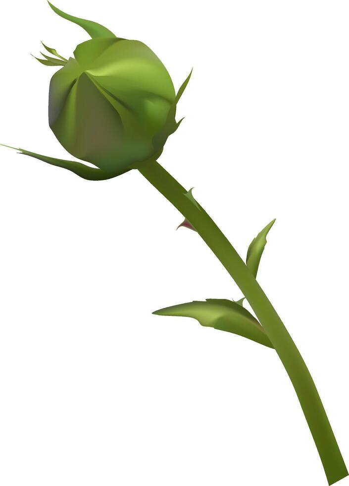 Close up illustration of a green rosebud on a thorny stem, showcasing detailed leaves. The budding flower represents growth and potential, set against a clean white background vector