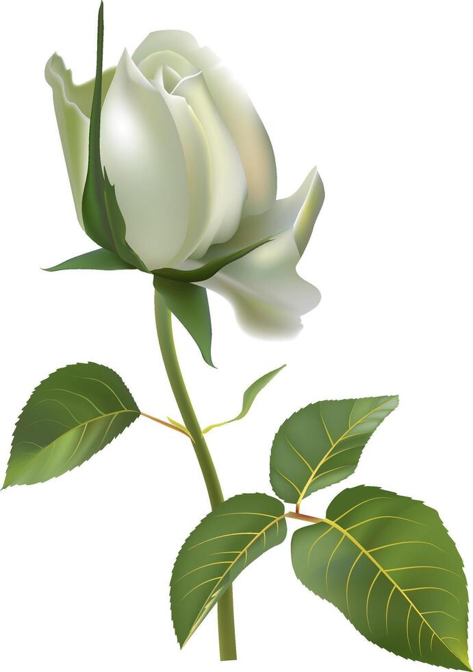 Realistic white rose with green leaves growing on a white background, perfect for wedding invitations, greeting cards, or any design project that needs a touch of elegance and beauty vector