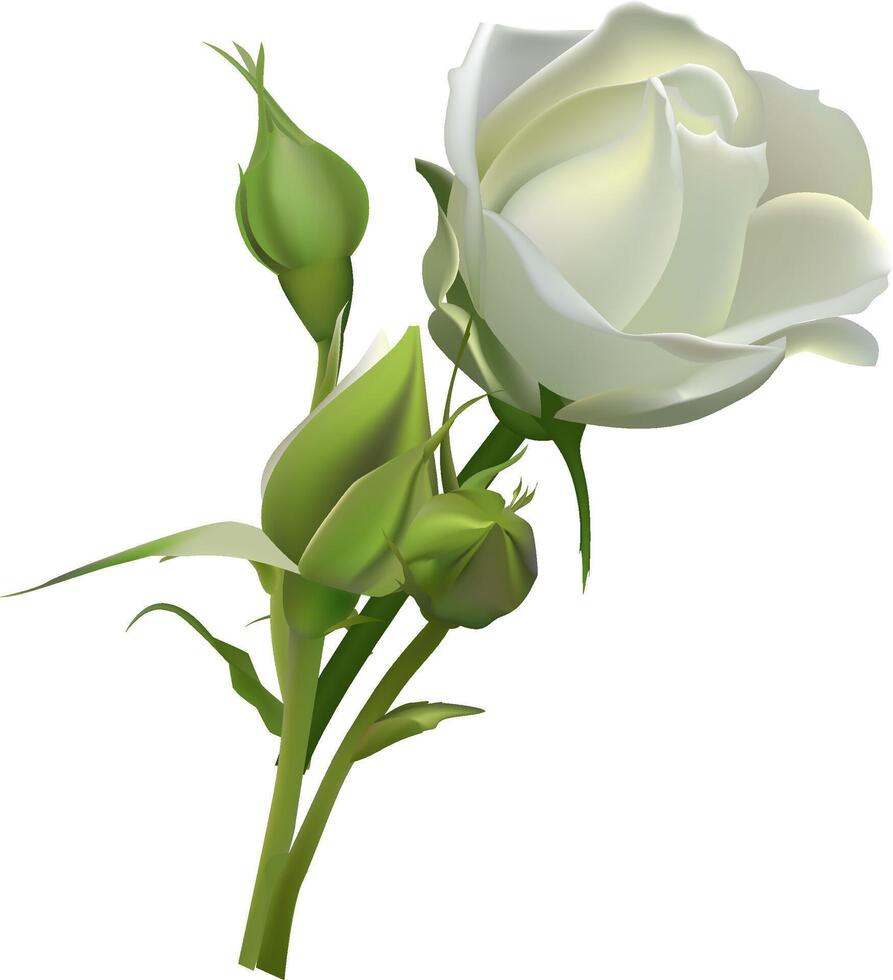 White rose blooming with green buds on a white background, perfect for wedding invitations, greeting cards, or any project that needs a touch of elegance and beauty vector