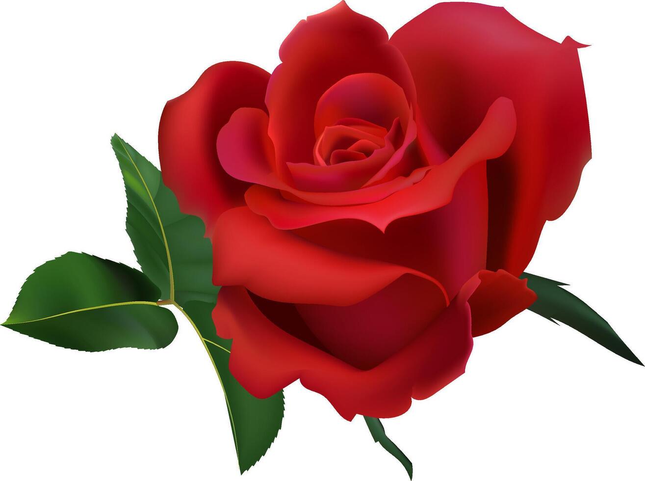 Detailed illustration of a vibrant red rose in full bloom, accompanied by lush green leaves. The rich colors and intricate details capture the essence of natural beauty and elegance vector