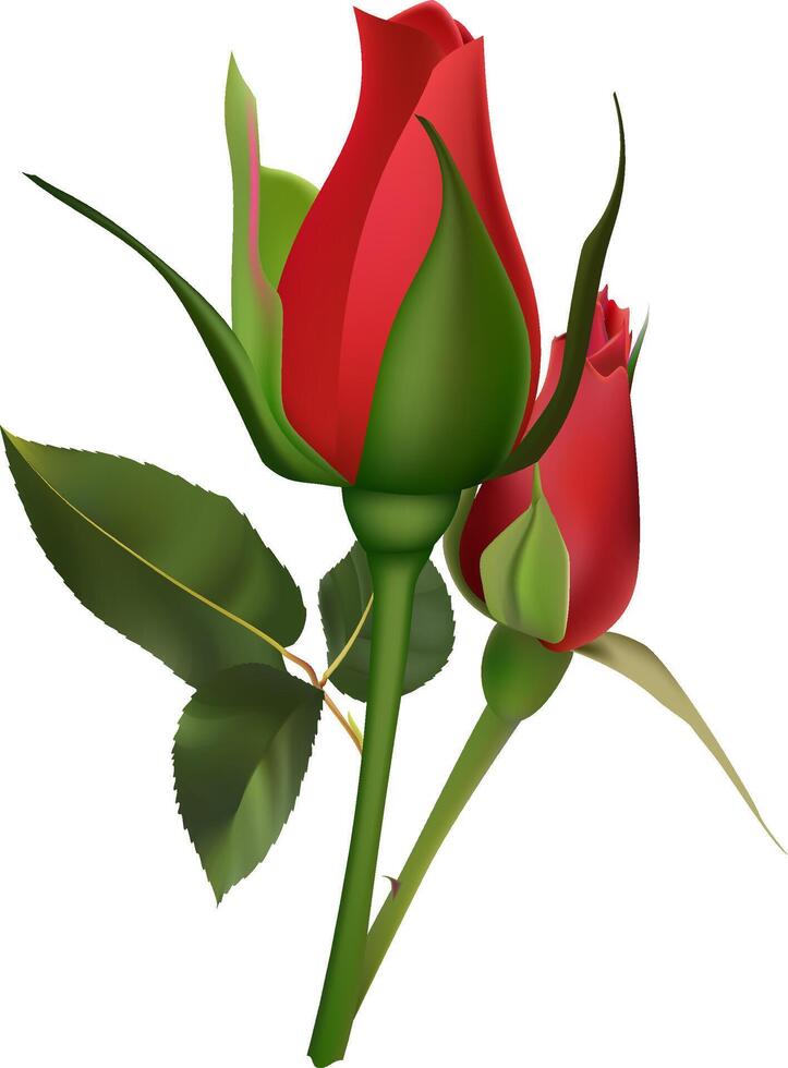 Two beautiful red roses are blooming, showing their vibrant color and delicate petals, with lush green leaves adding to their elegance on a clean white background vector