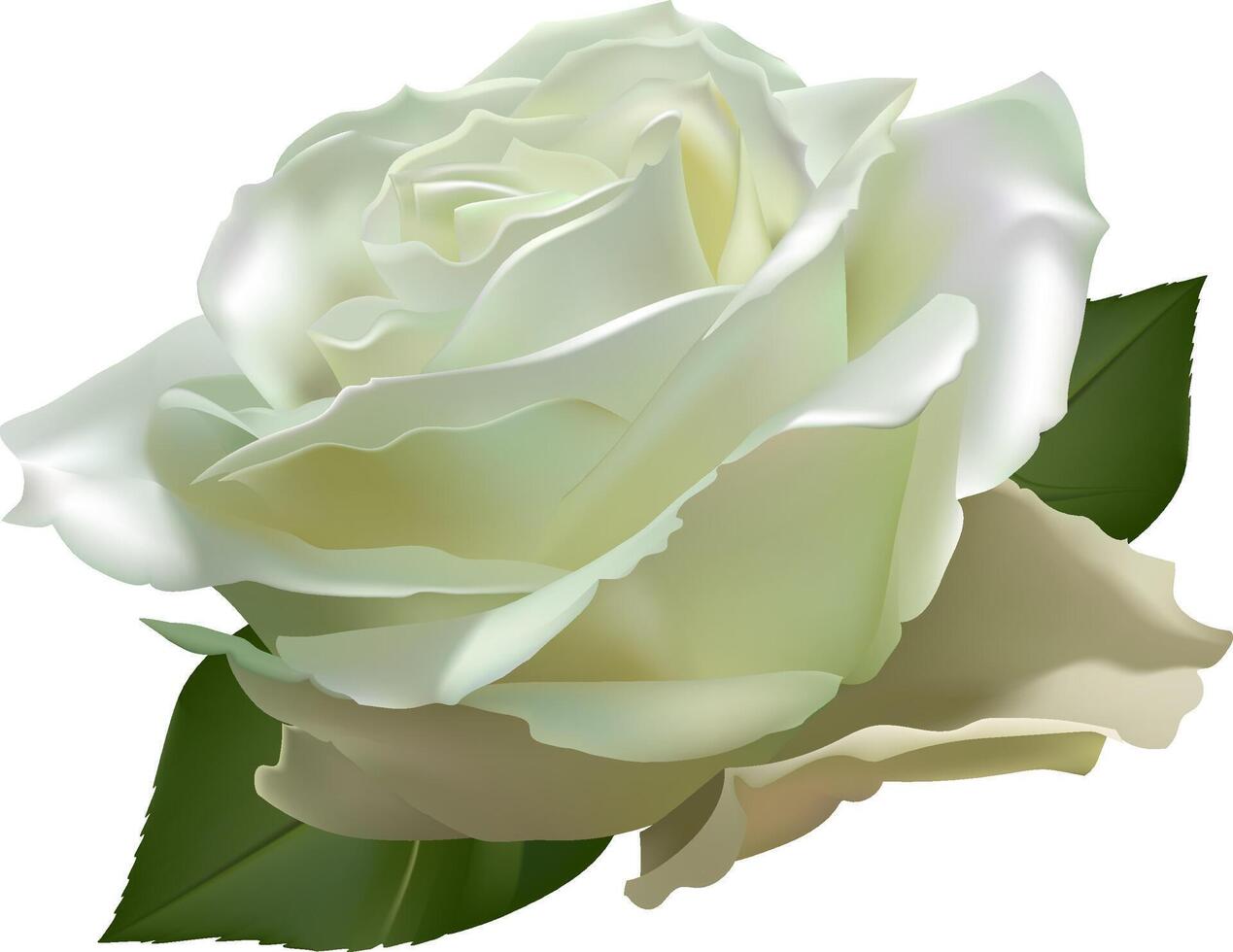 White rose with delicate petals blooming gracefully, showcasing its beauty and elegance with vibrant green leaves, creating a captivating floral composition vector