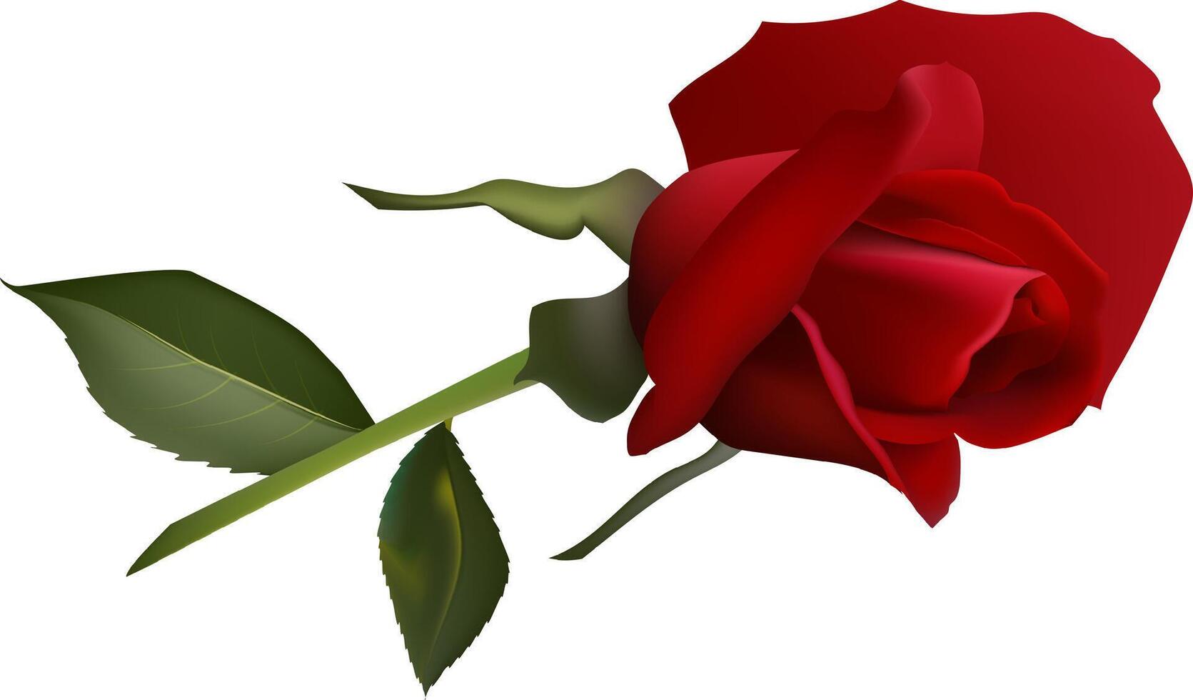 Vibrant red rose in full bloom, accompanied by two lush green leaves. The delicate petals and rich colors symbolize love and beauty, making it perfect for romantic themes and nature concepts vector