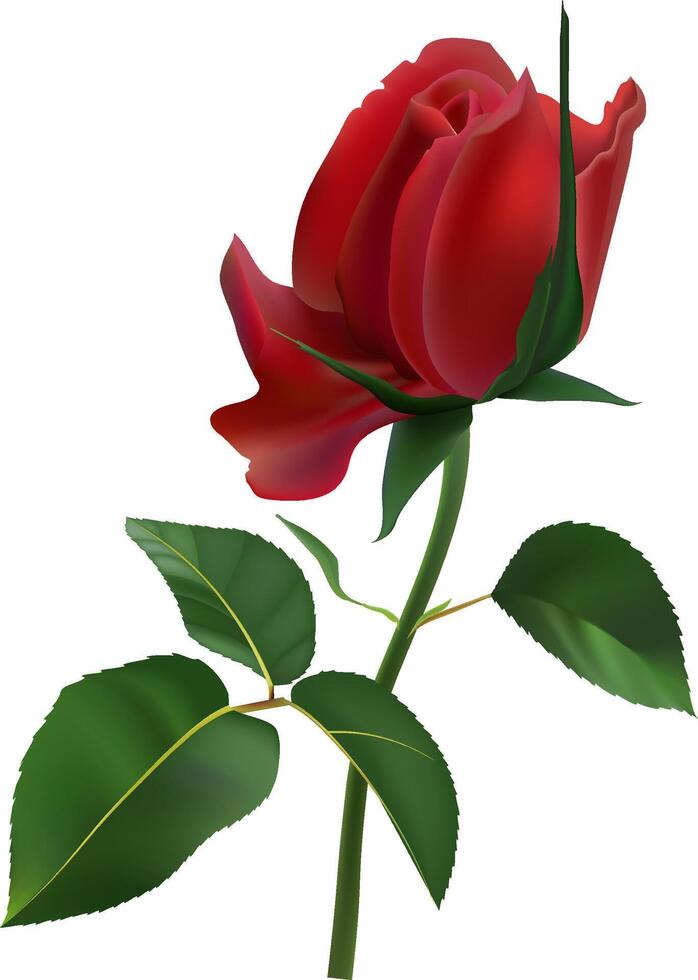 Vibrant red rose in full bloom, showcasing its delicate petals and lush green leaves. The detailed illustration highlights the natural beauty and elegance of this classic flower vector