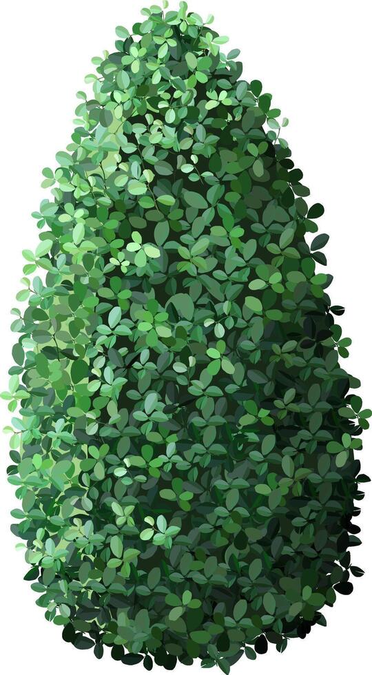 Dense, vibrant green leaves form a conical bush, showcasing natural beauty and symmetry. Ideal for garden design, landscaping, and nature themed projects vector