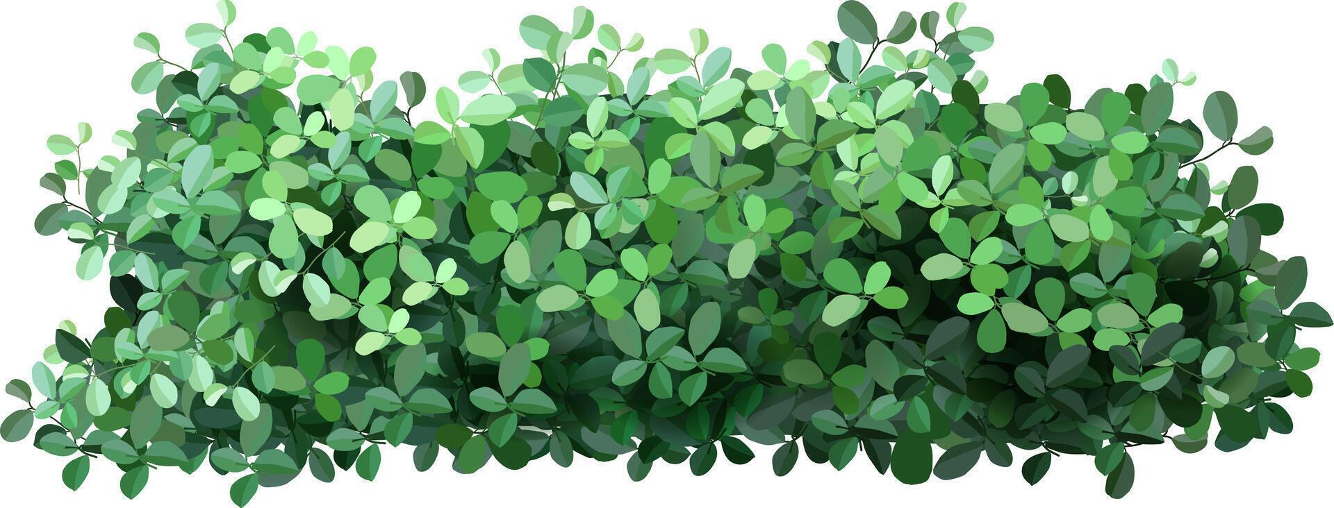 Dense green hedge creating a natural privacy screen, enriching garden spaces and enhancing landscape designs with vibrant foliage, lush growth, and a touch of nature's beauty vector