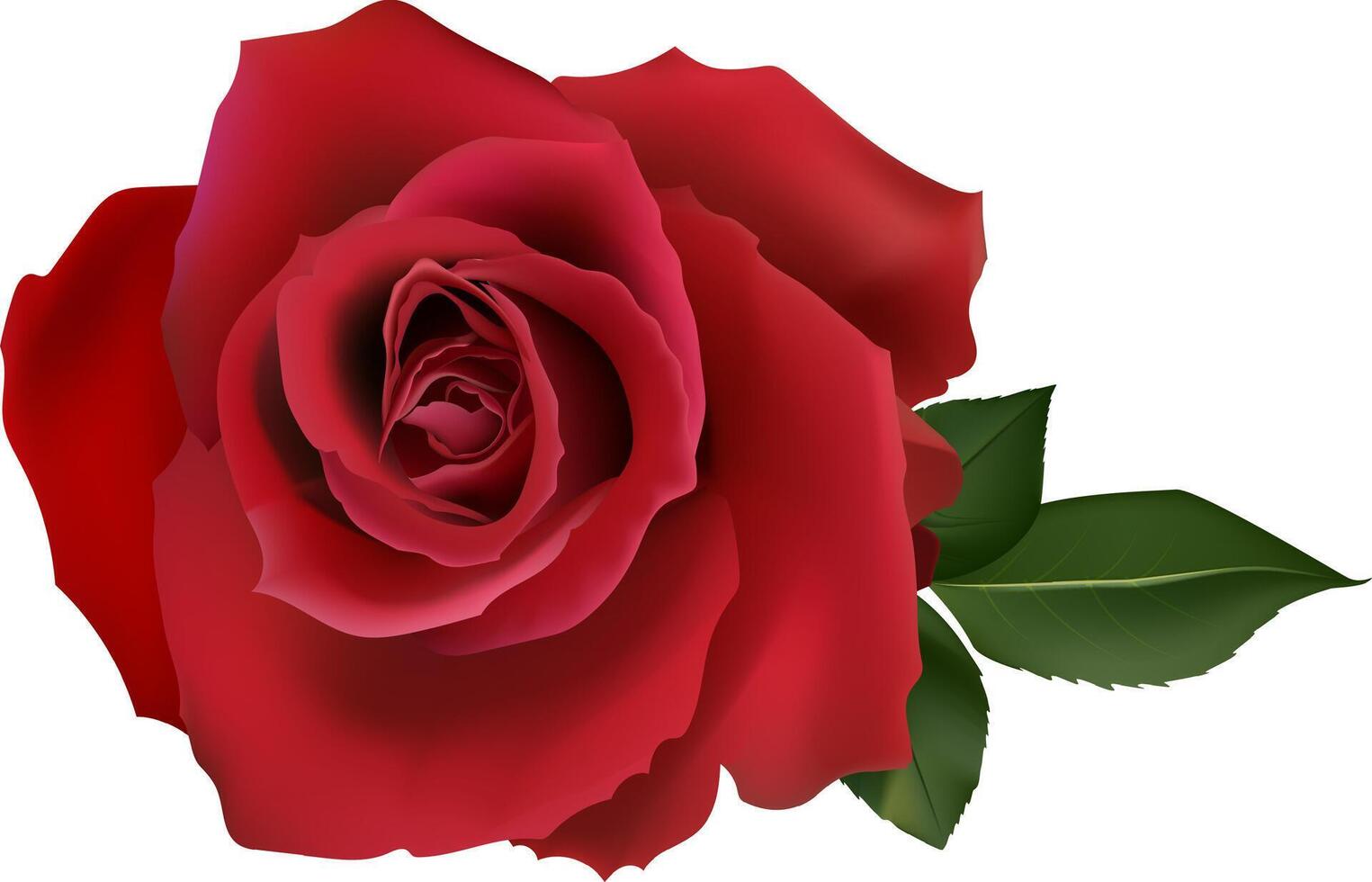 Red rose blooming with green leaves on a white background, perfect for romantic projects, Valentine's Day, weddings, and other special occasions, symbolizing love, passion, and beauty vector