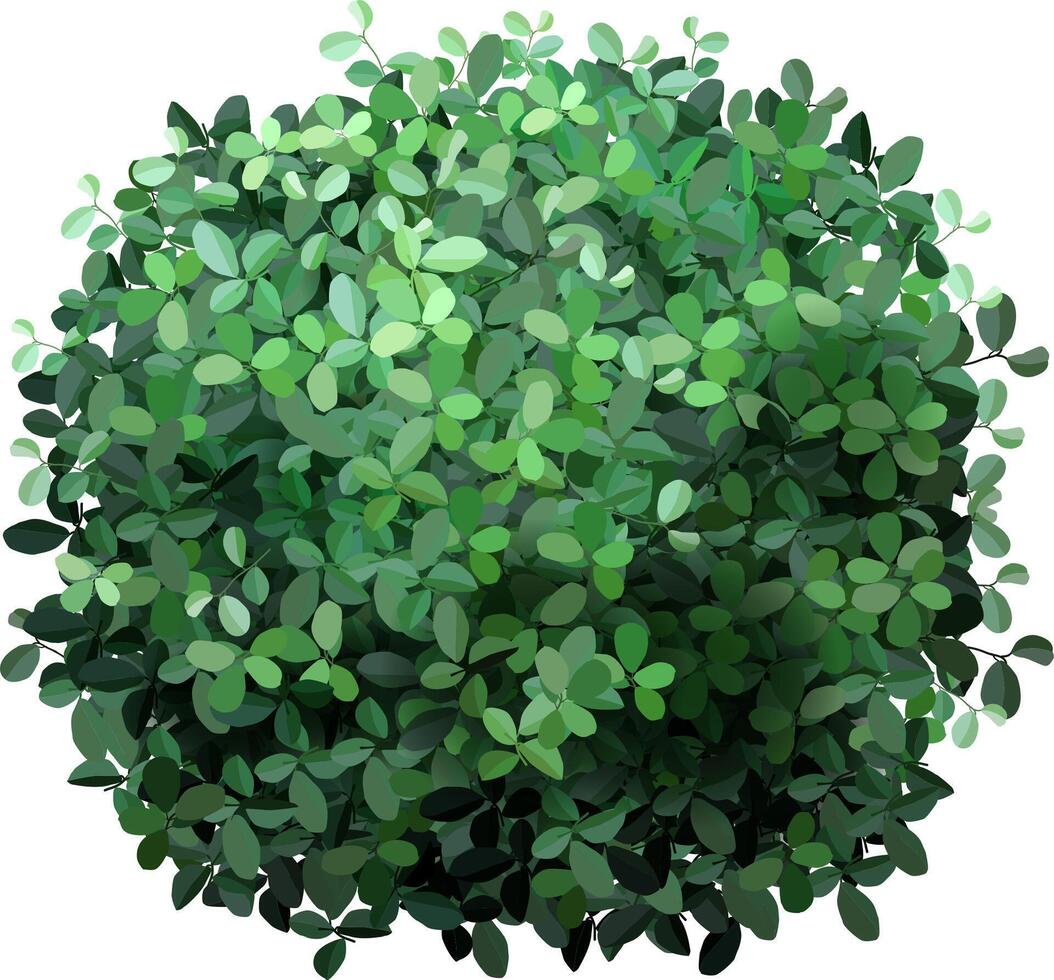 Top view of a perfectly spherical bush with many small green leaves, creating a dense and vibrant foliage, isolated on a white background, suitable for architectural or landscaping visualization vector