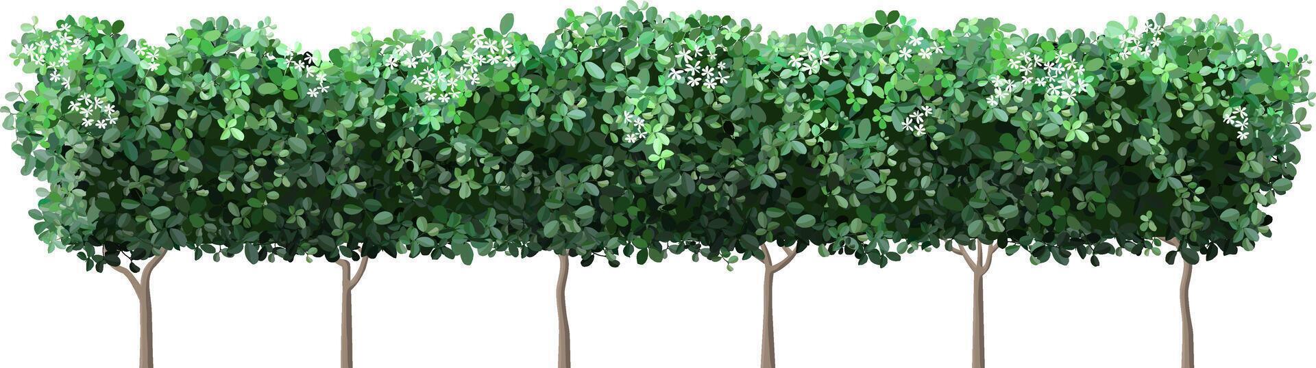 Lush green trees adorned with delicate white flowers create a stunning natural border, fostering a serene and private atmosphere while enhancing the beauty of the surrounding landscape vector