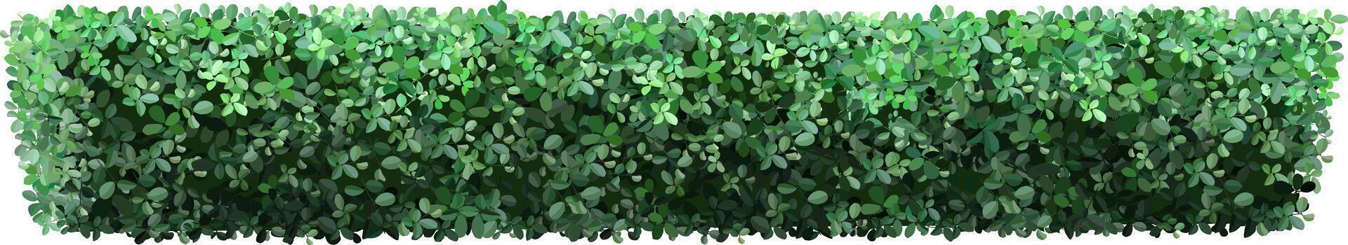 Lush green hedge creating a natural privacy screen, enhancing the tranquility and beauty of any garden or landscape with its vibrant leaves and dense foliage vector
