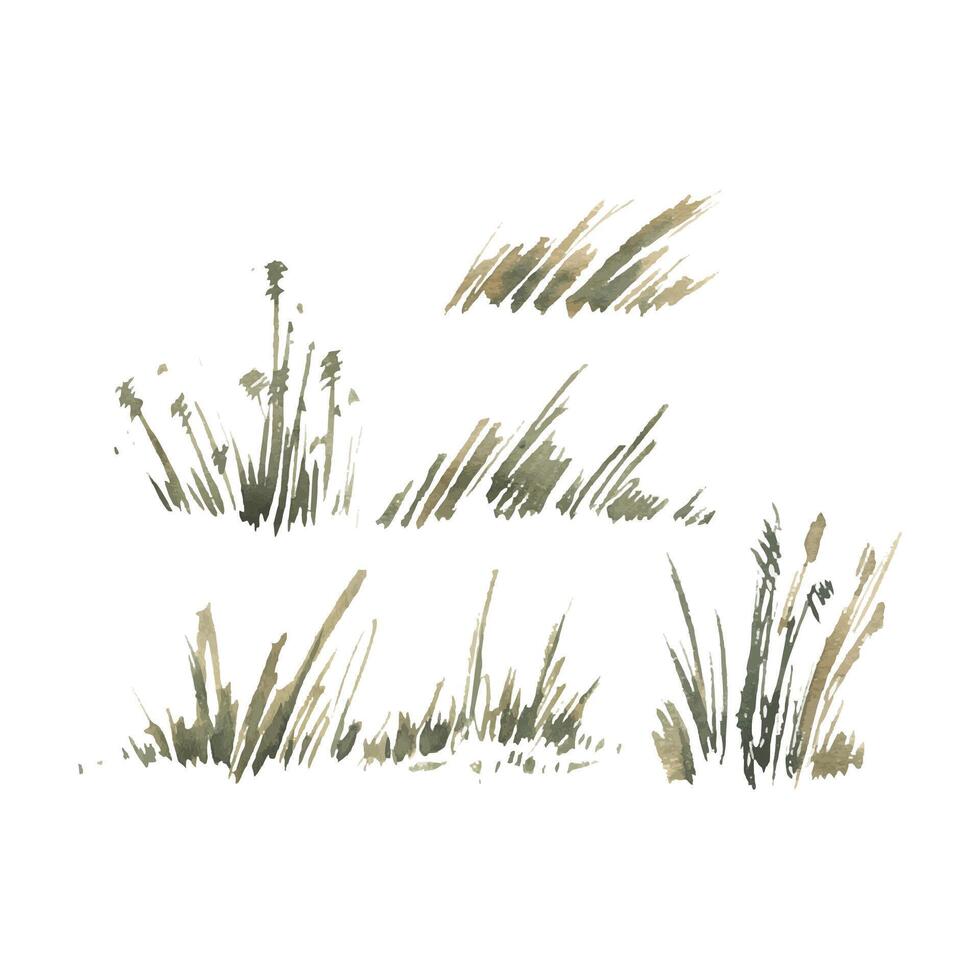 Dry wild grass grows in bunches on the ground, ears, abstract sketches of beige, green, ocher colors. Watercolor illustration drawn by hand. Set of separate elements isolated from the background. vector