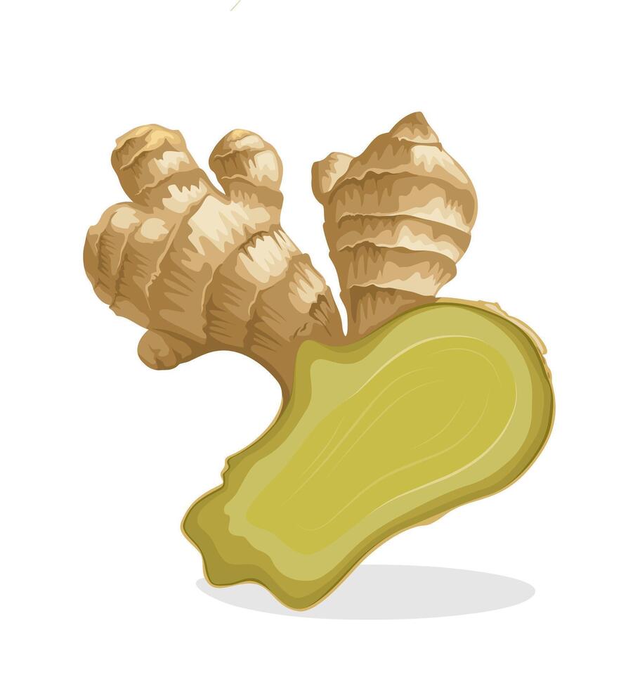 Illustration of ginger rhizome, isolated on white background. vector