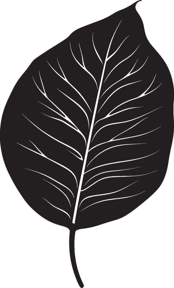 Calathea leaf simple silhouette black illustration vector