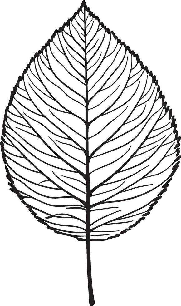 Black illustration of a fern leaf outline vector