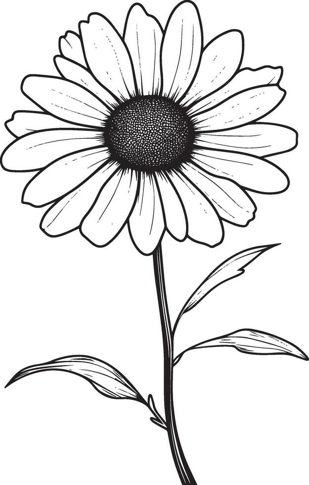 Daisy flower outline black illustration vector