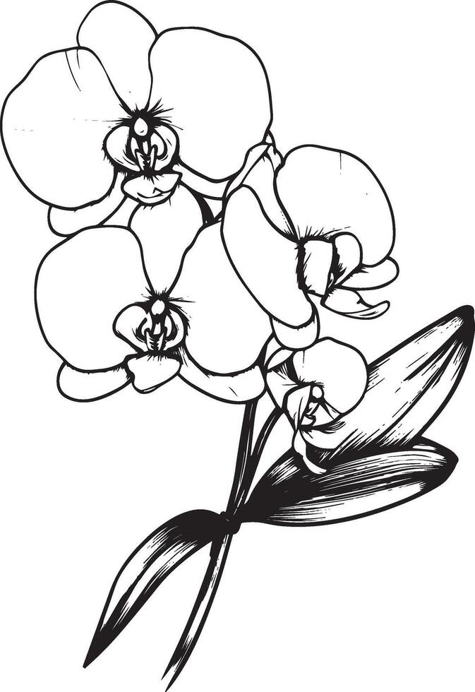 Orchid flower outline black illustration vector