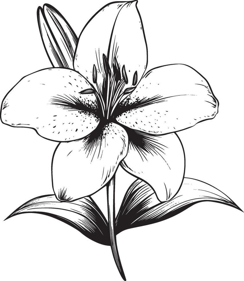 Black illustration of a lily flower outline vector