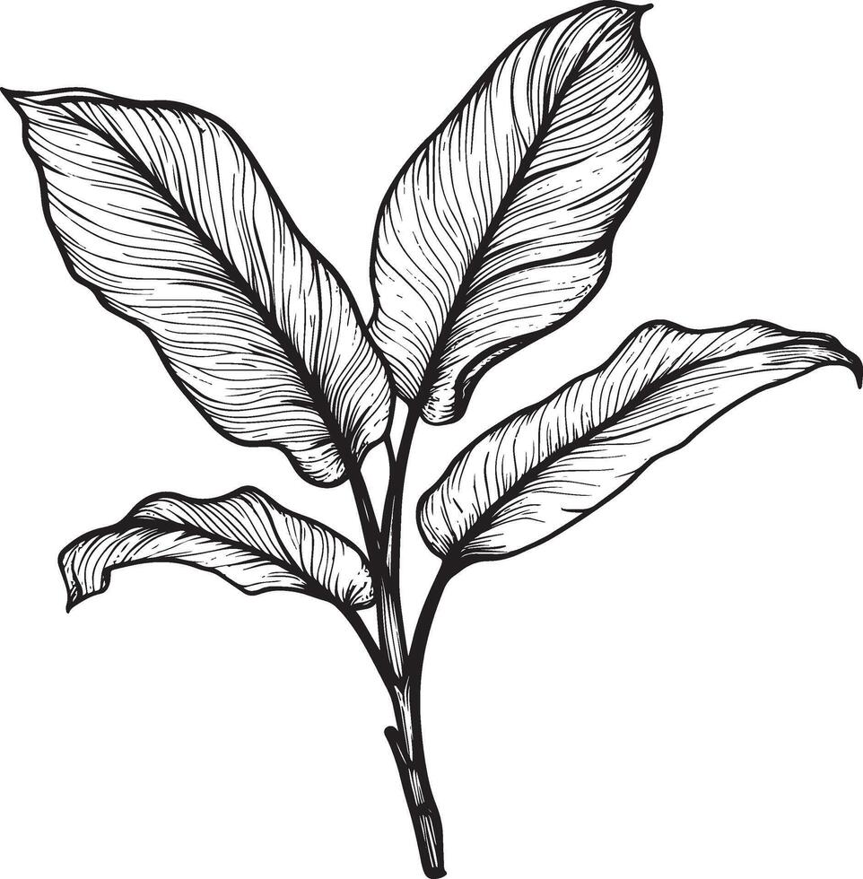 Dieffenbachia outline black illustration vector