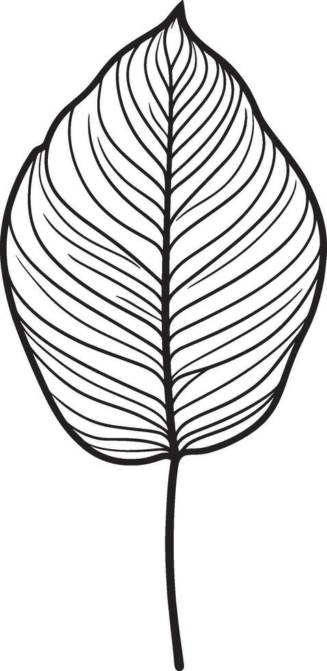 Calathea leaf outline black illustration vector