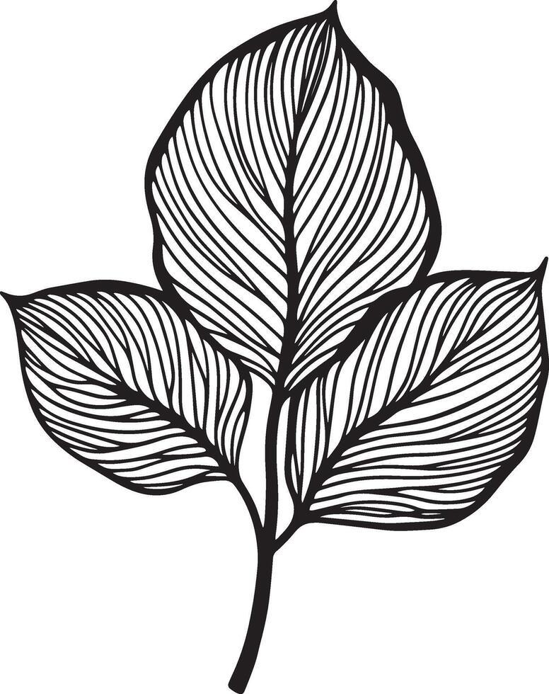 Calathea leaf symbol in black style vector