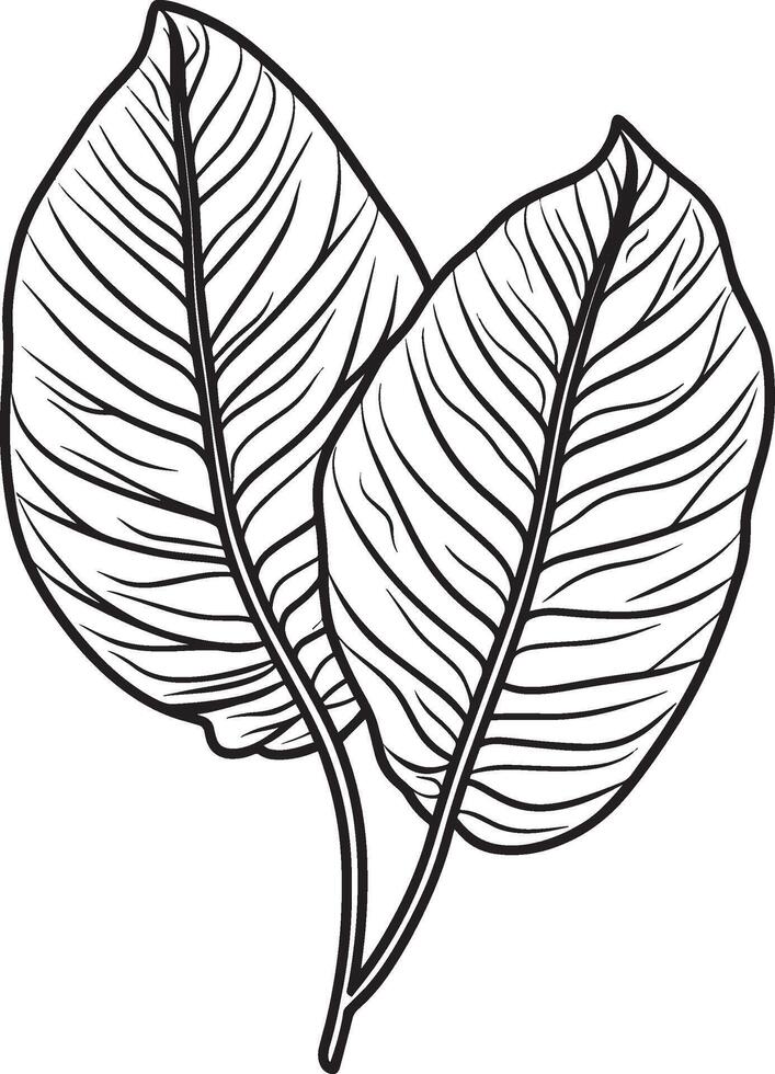 Ginger plant leaf symbol in black outline style vector