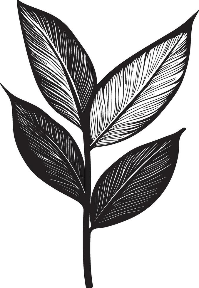 Bromeliad leaf outline black illustration vector