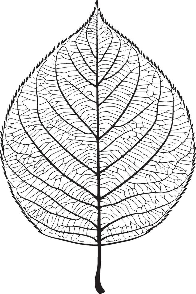 Croton leaf outline black illustration vector