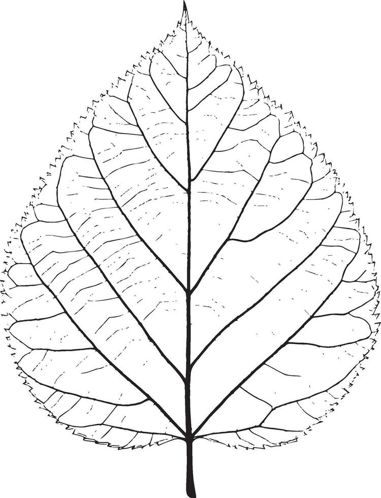 Black illustration of a leaf outline vector