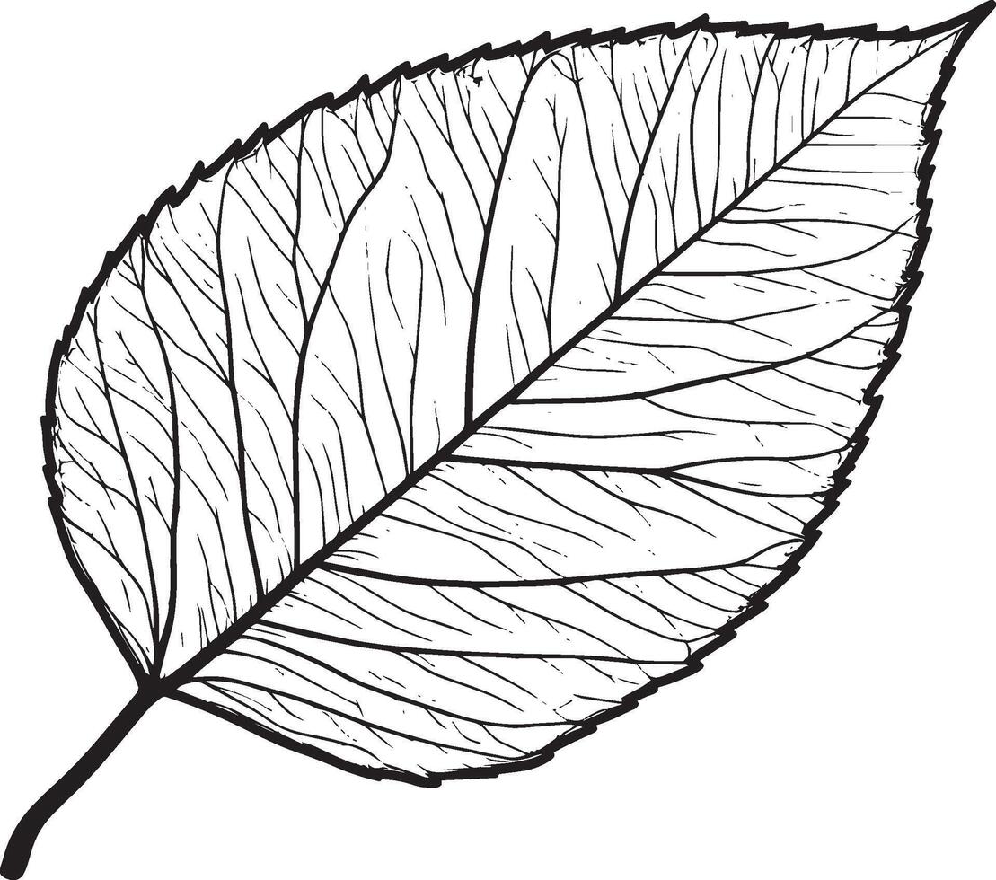 Minimalist black outline of a leaf vector