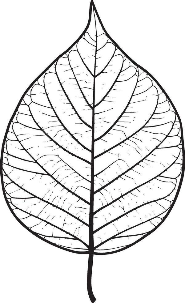 Leaf outline in black style vector