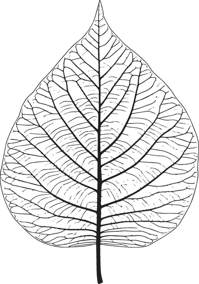 leaf outline black illustration vector