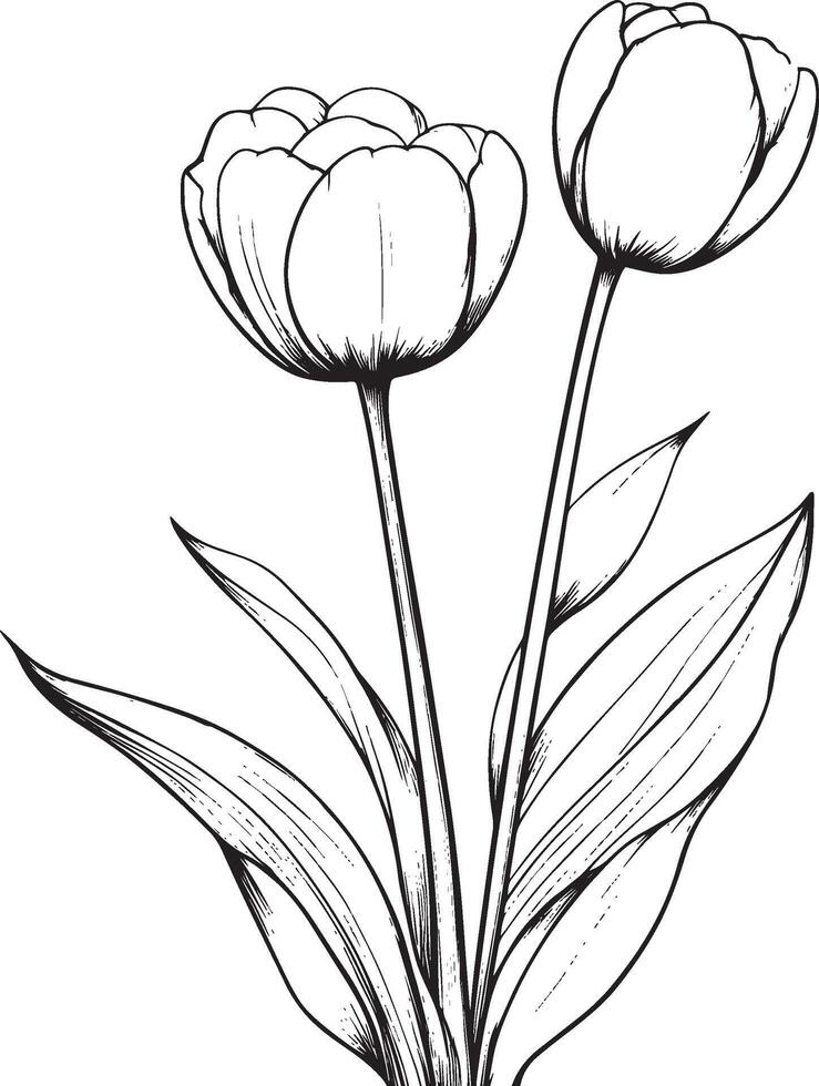 Tulip flower linear outline in black style, clean and simple vector