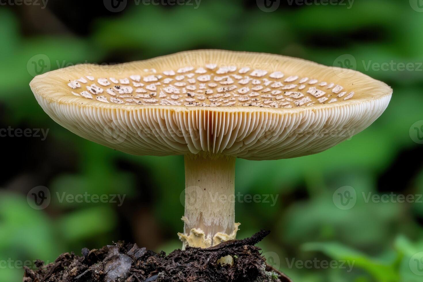 Amanita mushroom growing in the forest photo