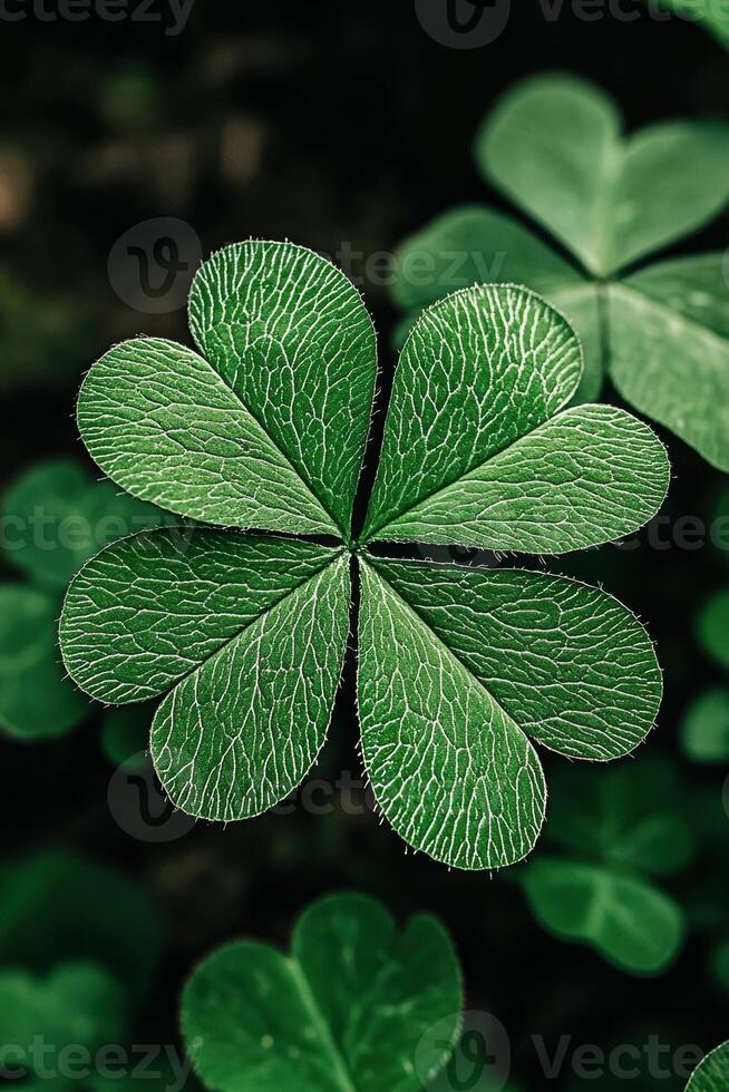 A four leaf clover, a symbol of good luck, with detailed leaf veins photo