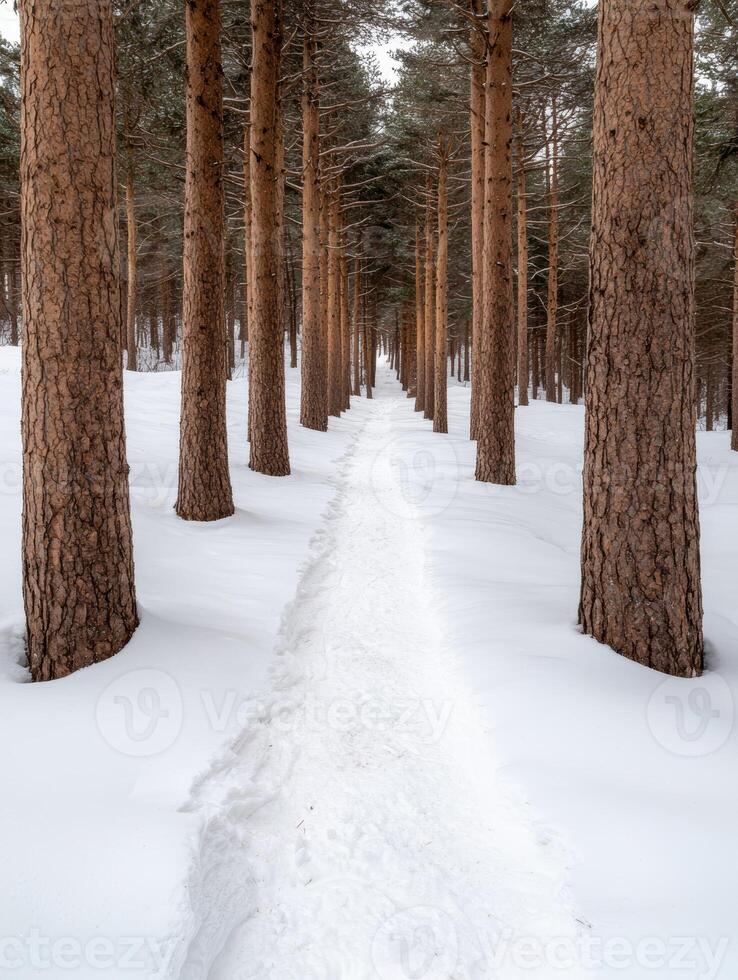 Winter forest landscape with a path through the snow covered trees photo