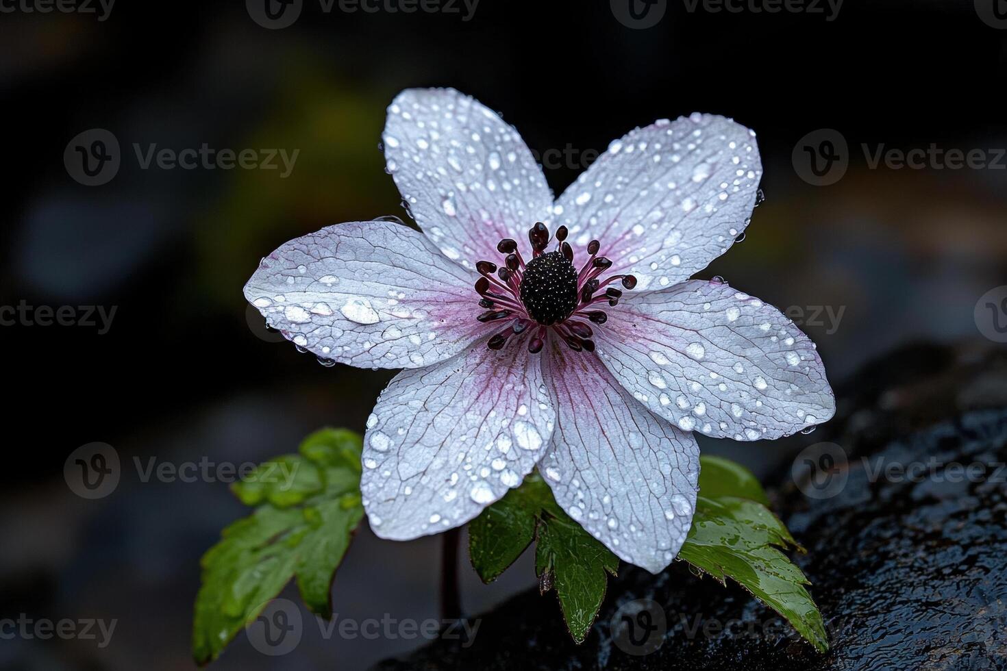 Close up of a white flower with water droplets. photo
