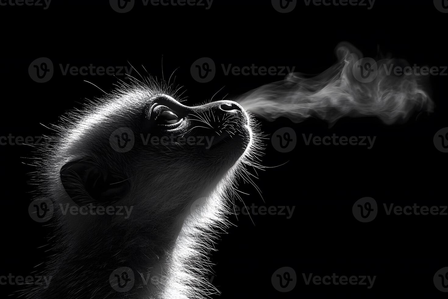 Dynamic Profile of Meerkat Breathing Condensation in Artistic Black and White photo
