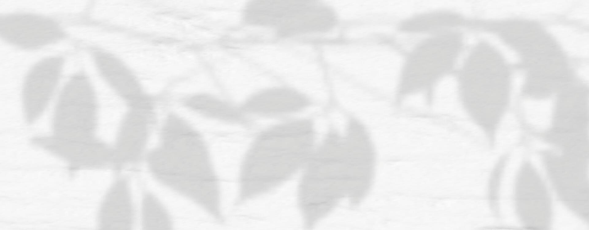 A white wall with a shadow of leaves vector
