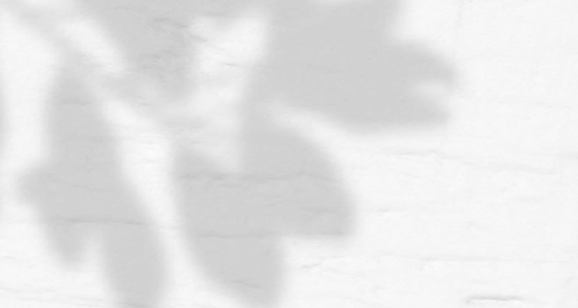 A white wall with a shadow of a leaf vector