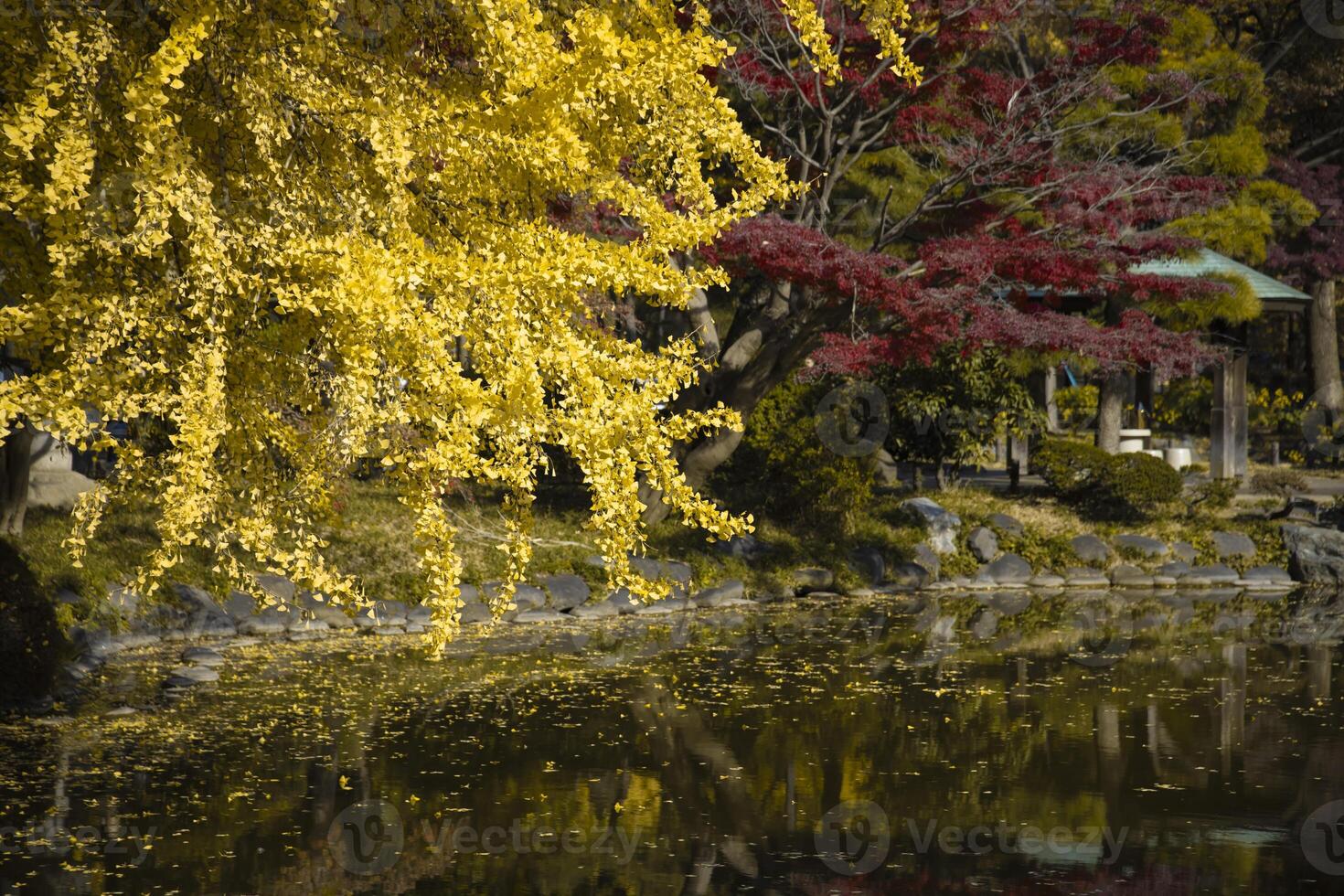 A yellow gingko tree near the pond at Hibiya park in Tokyo photo