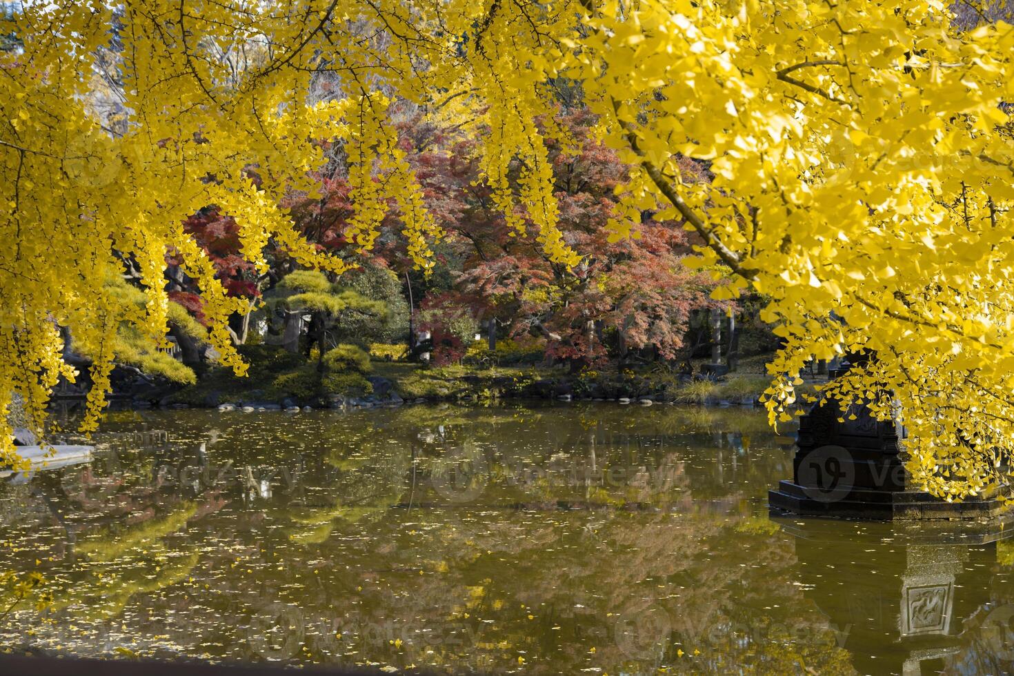 A yellow gingko tree near the pond at Hibiya park in Tokyo photo