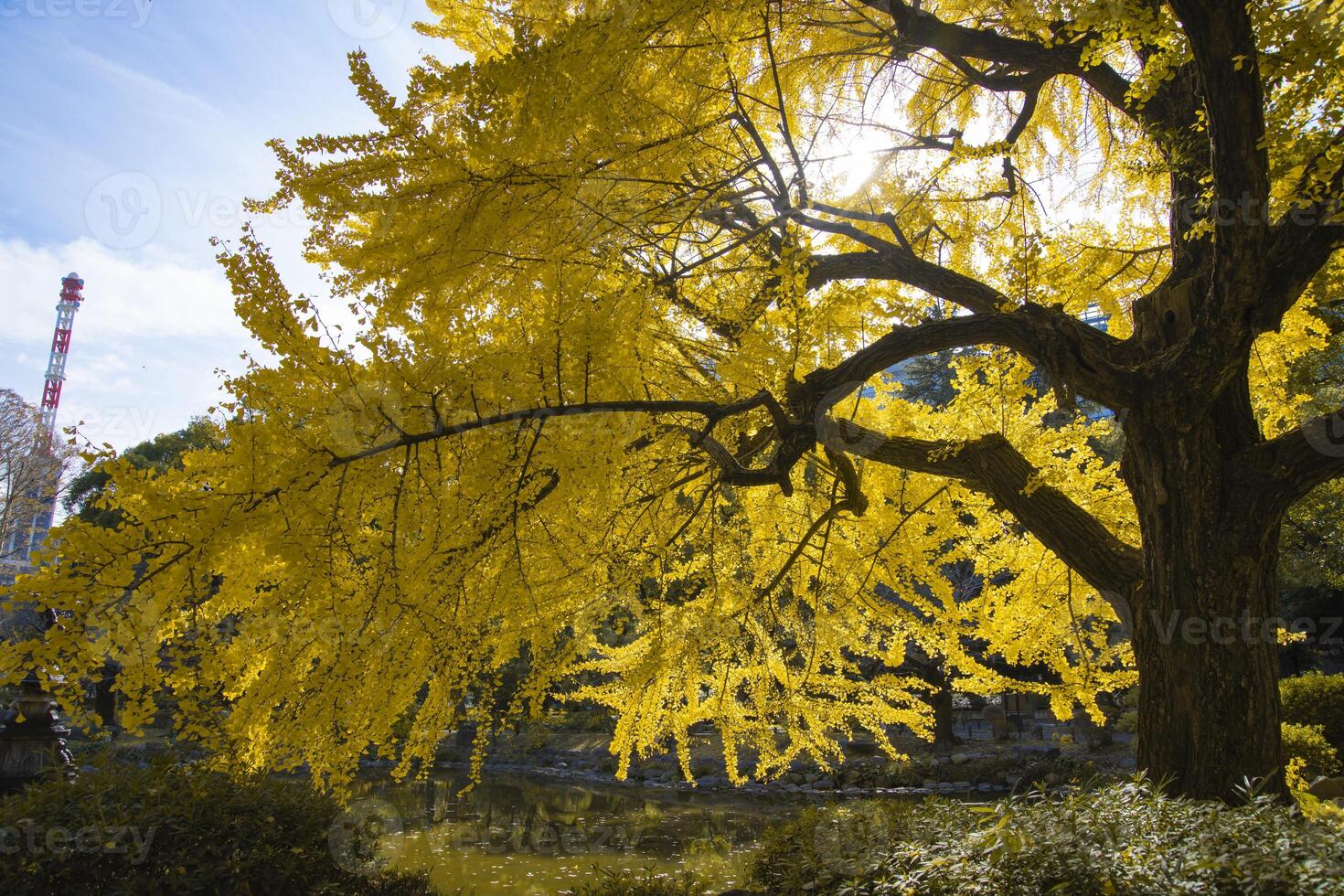 A yellow gingko tree near the pond at Hibiya park in Tokyo photo