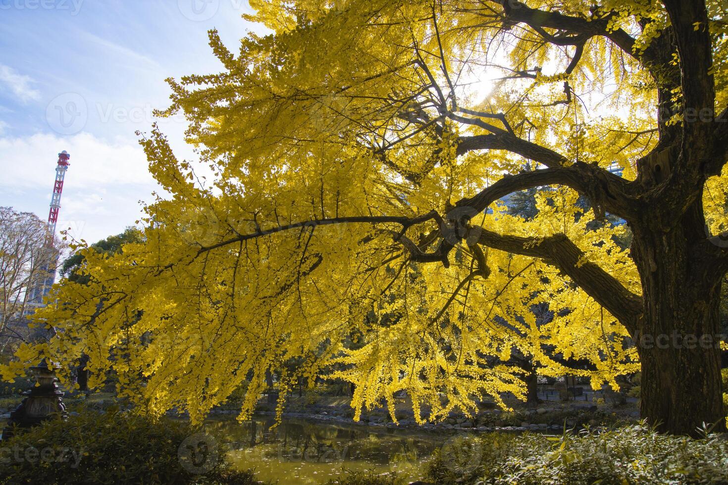 A yellow gingko tree near the pond at Hibiya park in Tokyo photo