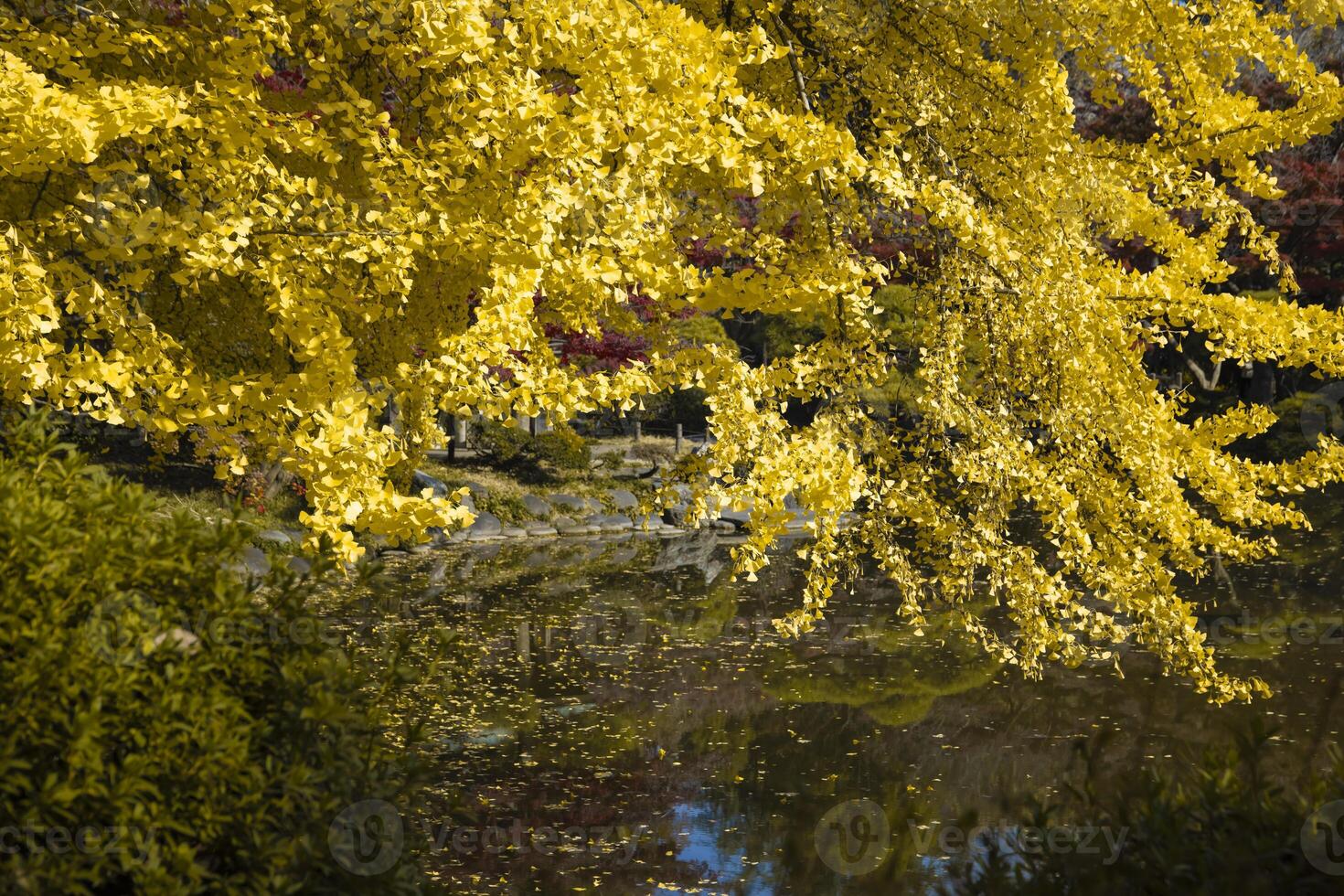 A yellow gingko tree near the pond at Hibiya park in Tokyo photo