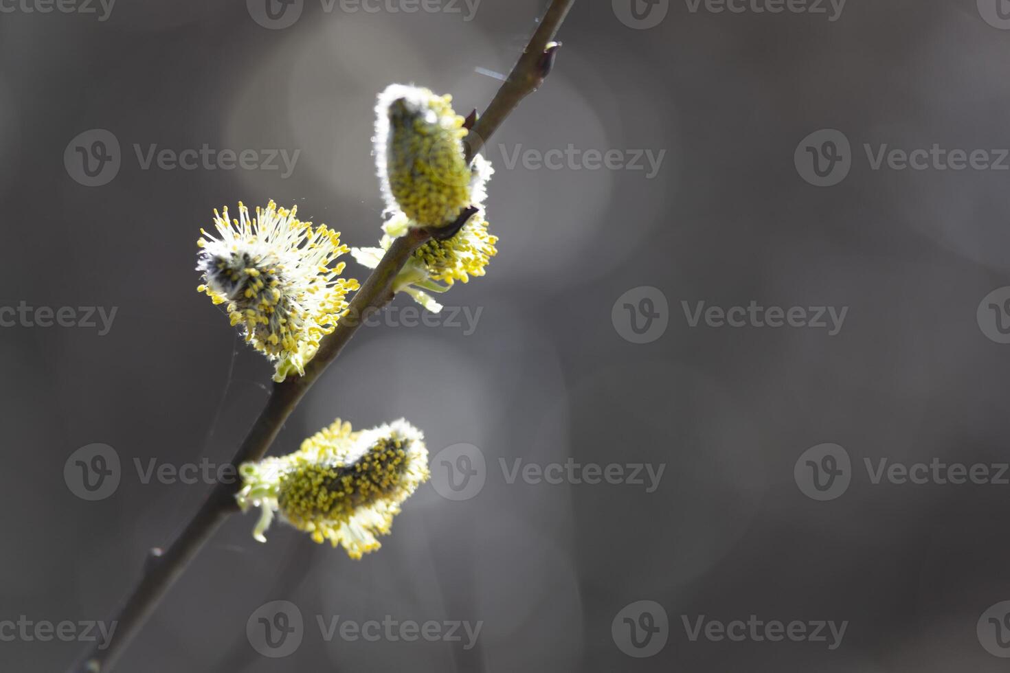 Spring willow buds on a branch photo