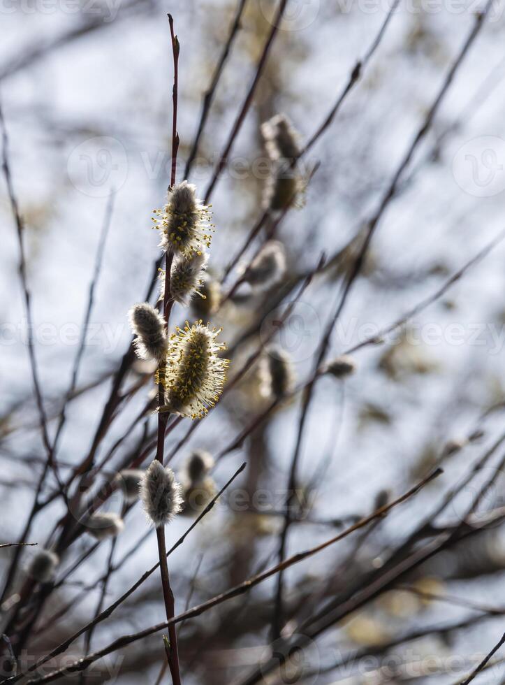 Close-up of willow branches with fluffy earrings against the blue sky. The photo conveys the atmosphere of spring and nature awakening.