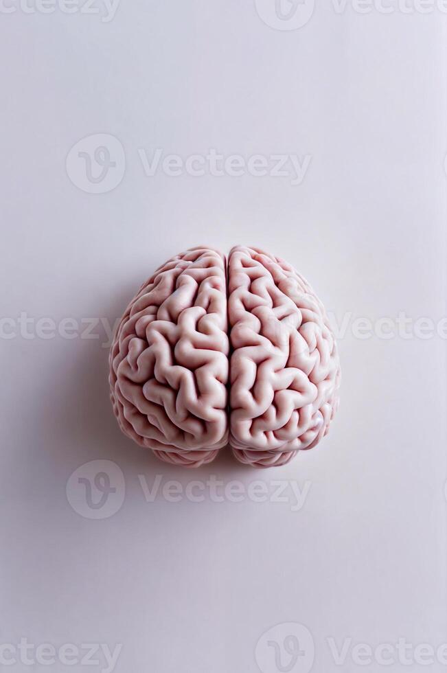 Human brain on light background, highlights and shadows that highlight its texture and contours. photo