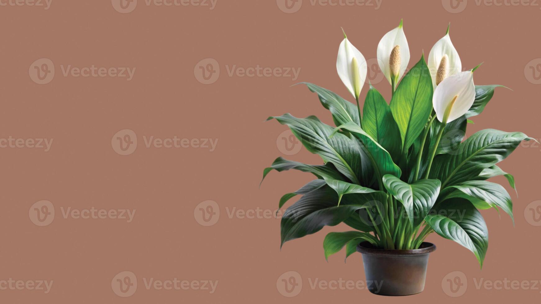 A peace lily plant in a pot on a brown background photo